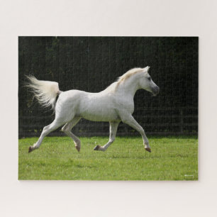 Bob Langrish   Gray Arab Stallion Runing Legpuzzel