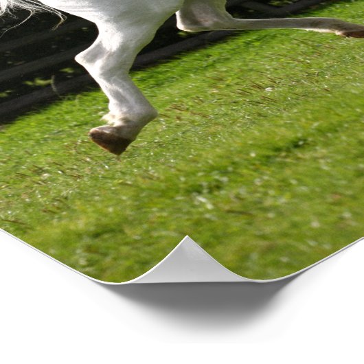 Bob Langrish | Gray Arab Stallion Runing Poster (Hoek)