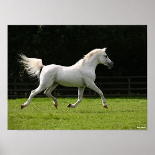 Bob Langrish   Gray Arab Stallion Runing Poster