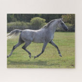 Bob Langrish | Gray Arab Stallion Runlit Legpuzzel (Horizontaal)