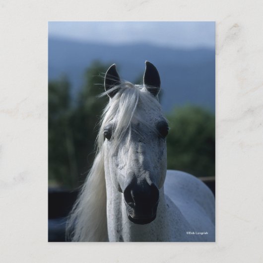 Bob Langrish Gray Arab Stallion Standing Headshot Briefkaart (Voorkant)