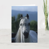 Bob Langrish Gray Arab Stallion Standing Headshot Kaart (Voorkant)
