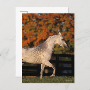 Bob Langrish   Gray Arab Stallion Walking herfst Briefkaart