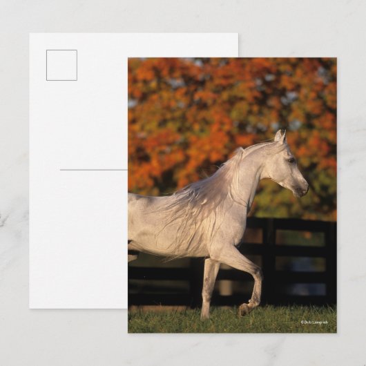 Bob Langrish | Gray Arab Stallion Walking herfst Briefkaart (Voorkant / Achterkant)