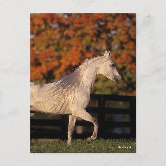 Bob Langrish | Gray Arab Stallion Walking herfst Briefkaart (Voorkant)