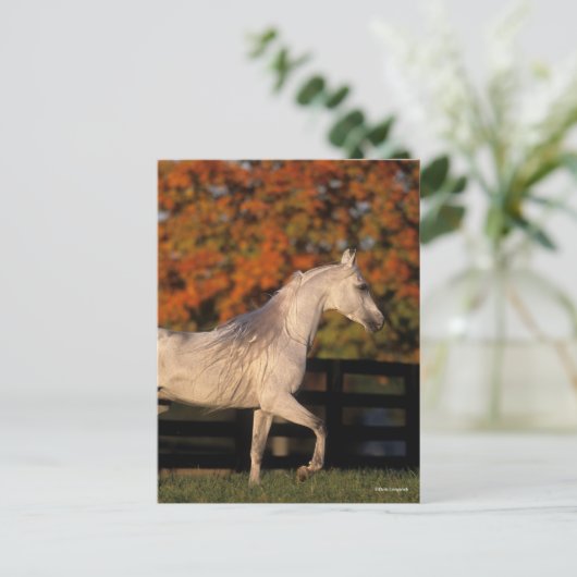 Bob Langrish | Gray Arab Stallion Walking herfst Briefkaart (Staand voorkant)