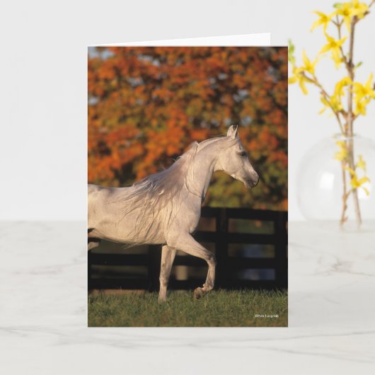 Bob Langrish | Gray Arab Stallion Walking herfst Kaart (Gele Bloem)