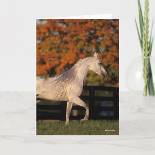 Bob Langrish   Gray Arab Stallion Walking herfst Kaart