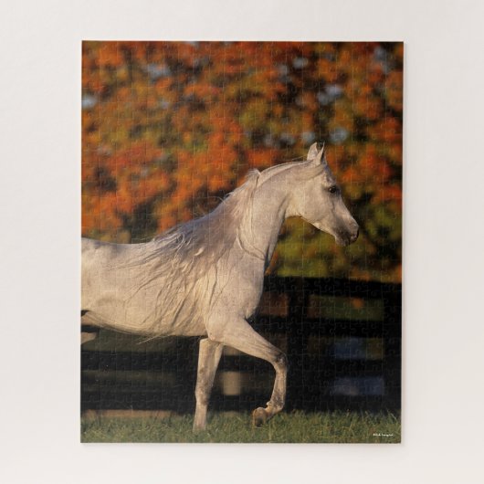 Bob Langrish | Gray Arab Stallion Walking herfst Legpuzzel (Verticaal)