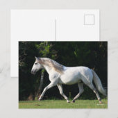 Bob Langrish | Gray Lusitano Stallion Briefkaart (Voorkant / Achterkant)