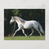 Bob Langrish | Gray Lusitano Stallion Briefkaart (Voorkant)