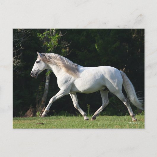 Bob Langrish | Gray Lusitano Stallion Briefkaart (Voorkant)