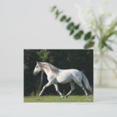 Bob Langrish | Gray Lusitano Stallion Briefkaart (Staand voorkant)