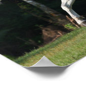 Bob Langrish | Gray Lusitano Stallion Poster (Hoek)