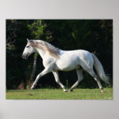 Bob Langrish | Gray Lusitano Stallion Poster (Voorkant)
