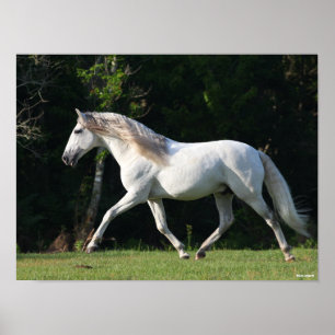 Bob Langrish   Gray Lusitano Stallion Poster