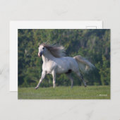 Bob Langrish | Gray Lusitano Stallion Running Briefkaart (Voorkant / Achterkant)