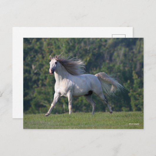 Bob Langrish | Gray Lusitano Stallion Running Briefkaart (Voorkant / Achterkant)