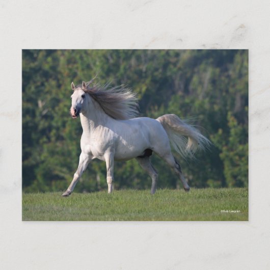 Bob Langrish | Gray Lusitano Stallion Running Briefkaart (Voorkant)