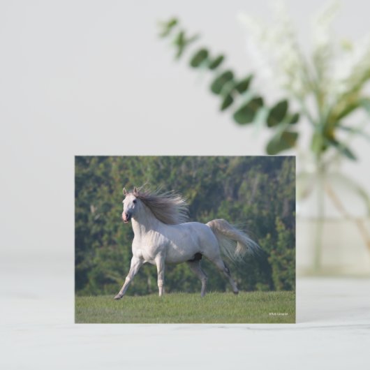 Bob Langrish | Gray Lusitano Stallion Running Briefkaart (Staand voorkant)