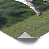 Bob Langrish | Gray Lusitano Stallion Running Poster (Hoek)