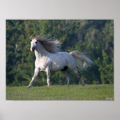 Bob Langrish | Gray Lusitano Stallion Running Poster (Voorkant)