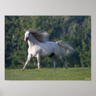 Bob Langrish Gray Lusitano Stallion Running Poster