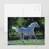 Bob Langrish | Gray Thoroughbred Stallion Running Briefkaart (Voorkant / Achterkant)