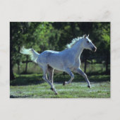 Bob Langrish | Gray Thoroughbred Stallion Running Briefkaart (Voorkant)