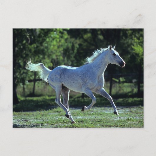 Bob Langrish | Gray Thoroughbred Stallion Running Briefkaart (Voorkant)