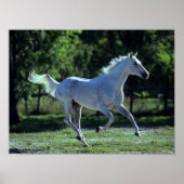 Bob Langrish | Gray Thoroughbred Stallion Running Poster (Voorkant)