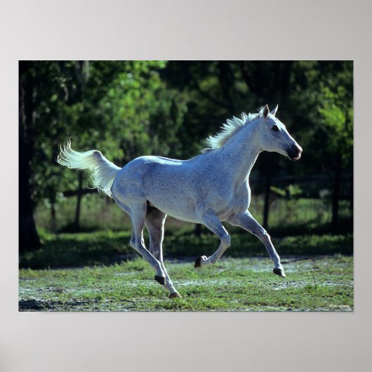 Bob Langrish | Gray Thoroughbred Stallion Running Poster (Voorkant)
