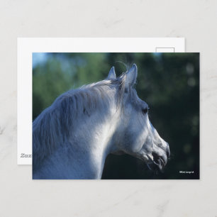 Bob Langrish   Gray Trakehner Stallion Headshot Briefkaart