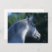 Bob Langrish | Gray Trakehner Stallion Headshot Briefkaart (Voorkant / Achterkant)