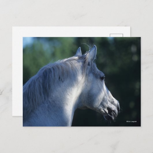 Bob Langrish | Gray Trakehner Stallion Headshot Briefkaart (Voorkant / Achterkant)