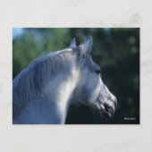 Bob Langrish | Gray Trakehner Stallion Headshot Briefkaart (Voorkant)