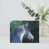 Bob Langrish | Gray Trakehner Stallion Headshot Briefkaart (Staand voorkant)