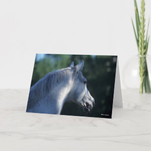 Bob Langrish   Gray Trakehner Stallion Headshot Kaart