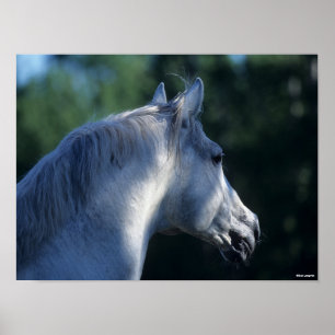 Bob Langrish   Gray Trakehner Stallion Headshot Poster