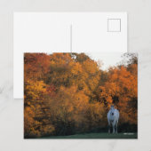 Bob Langrish Gray Warmblood Horse Standing Autumn Briefkaart (Voorkant / Achterkant)