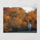 Bob Langrish Gray Warmblood Horse Standing Autumn Briefkaart (Voorkant)