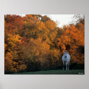 Bob Langrish Gray Warmblood Horse Standing Autumn Poster