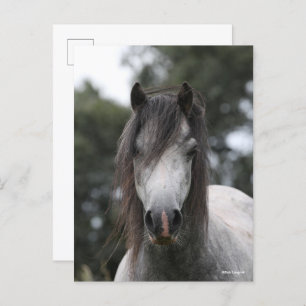 Bob Langrish   Gray Welsh Pony Headshot Briefkaart