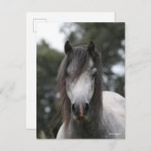 Bob Langrish | Gray Welsh Pony Headshot Briefkaart (Voorkant / Achterkant)