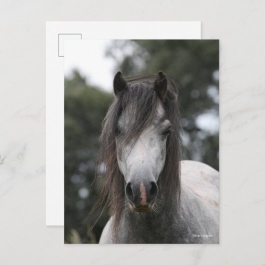 Bob Langrish | Gray Welsh Pony Headshot Briefkaart (Voorkant / Achterkant)