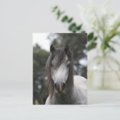 Bob Langrish | Gray Welsh Pony Headshot Briefkaart (Staand voorkant)