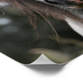 Bob Langrish | Gray Welsh Pony Headshot Poster (Hoek)