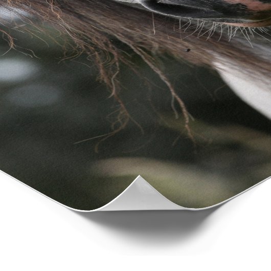 Bob Langrish | Gray Welsh Pony Headshot Poster (Hoek)