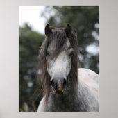 Bob Langrish | Gray Welsh Pony Headshot Poster (Voorkant)