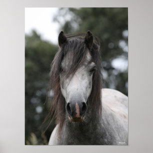 Bob Langrish   Gray Welsh Pony Headshot Poster